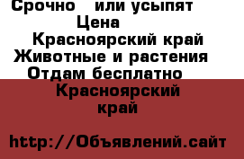 Срочно , или усыпят !!! › Цена ­ 10 - Красноярский край Животные и растения » Отдам бесплатно   . Красноярский край